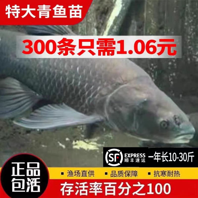 广东青鱼苗批发顺丰包活已吃螺丝图片