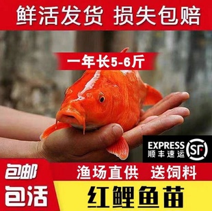 重庆红鲤鱼兴国荷叶红鲤鱼建鲤鱼苗特大可食用观赏鱼冷水鱼苗包活