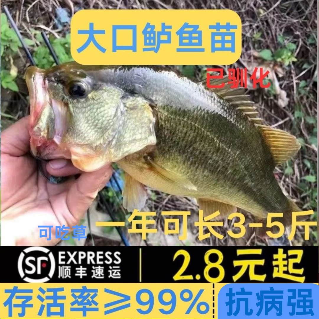云南超大鲈鱼苗批发顺丰包活好养图片