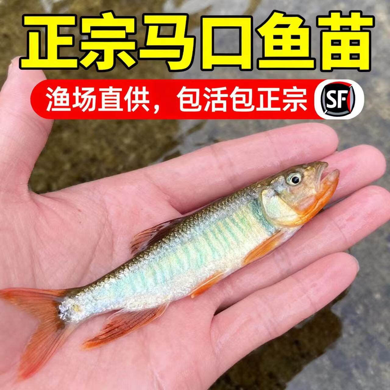 重庆原生溪流马口鱼苗溪哥观赏鱼冷水鱼不加温淡水鱼好养鱼溪流鱼