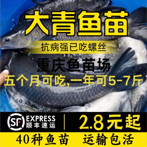 重庆发货精选半斤大青鱼苗批发