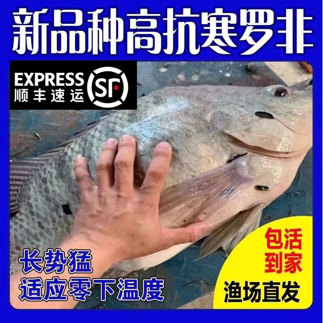 广东罗非鱼苗特大种脆肉抗寒富吉非洲鲫鱼苗福寿鱼苗淡水养殖鱼苗