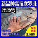 广东罗非鱼苗特大种脆肉抗寒富吉非洲鲫鱼苗福寿鱼苗淡水养殖鱼苗