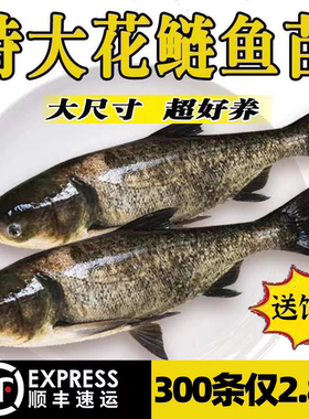湖北花鲢鱼苗淡水鱼苗养殖食用大头鱼胖头鱼活体鲢鳙鱼喂龟草鱼苗