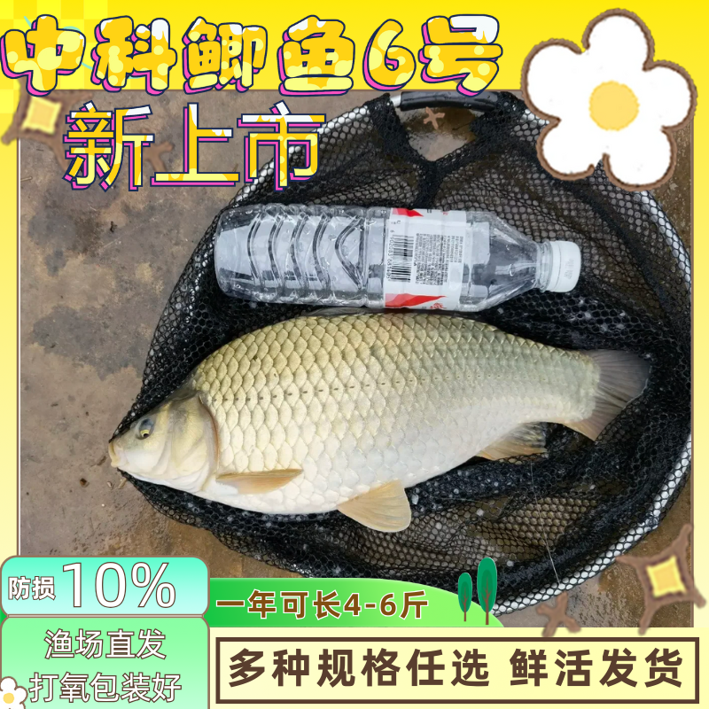 江苏中科6号鲫鱼苗无刺鲫鱼苗工程鲫中科5号鲫鱼麻鲫黄金鲫鱼3大9,宠物/宠物食品及用品,鱼,淘宝优惠券,粉丝福利购,淘宝优惠卷