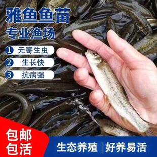 重庆雅鱼苗裂腹鱼苗细鳞鱼苗阴河阳鱼苗养殖冷水特种鱼苗雅安三绝