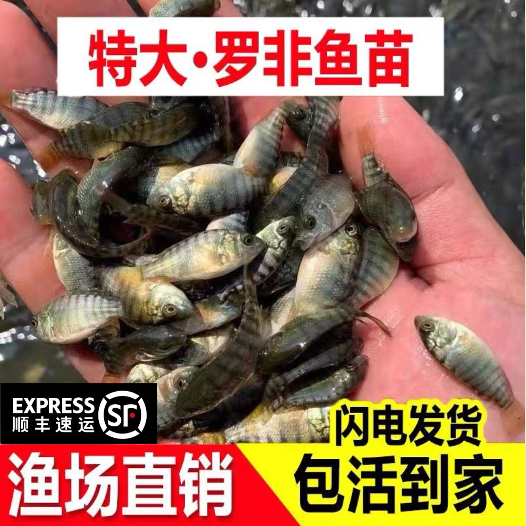 重庆发货包邮特大罗非鱼鱼苗批发图片
