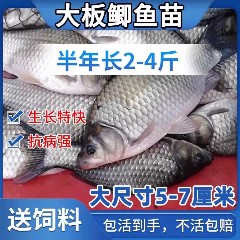 广东中科五号鲫鱼苗四倍体鲫鱼苗高背鲫彭泽鲫中科三号工程鲫鱼苗