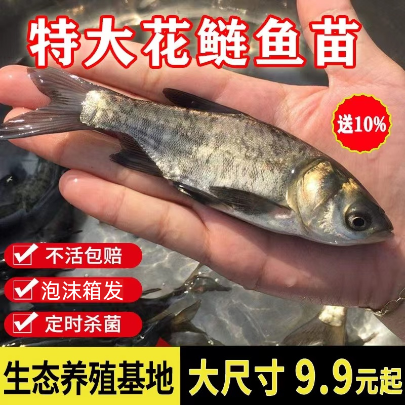 花鲢鱼苗大头鱼苗鳙鱼苗包活大头鳙鱼苗胖头鱼苗黑鲢鱼苗顺丰包邮