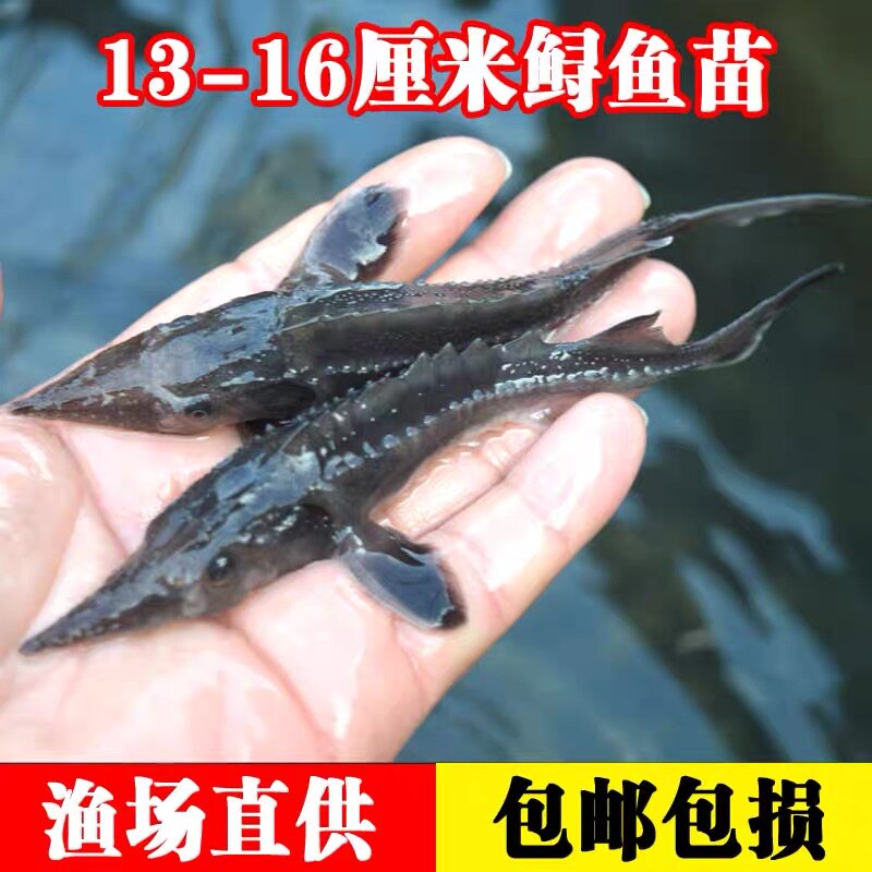 重庆杂交鲟鱼苗池塘淡水鱼苗养殖鲟鱼养殖活鱼鲟鲟鱼龙鱼苗食用大