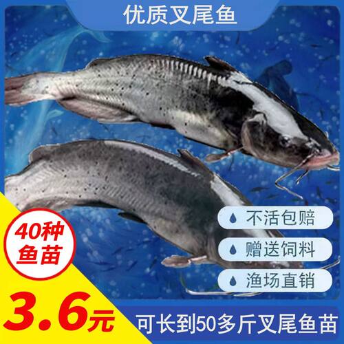 重庆斑点叉尾鮰鱼苗淡水鱼