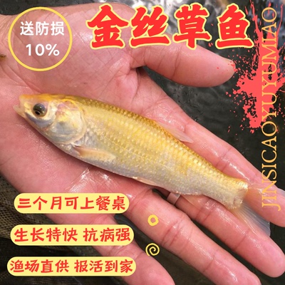 广东发货特大金丝草鱼苗批发顺丰
