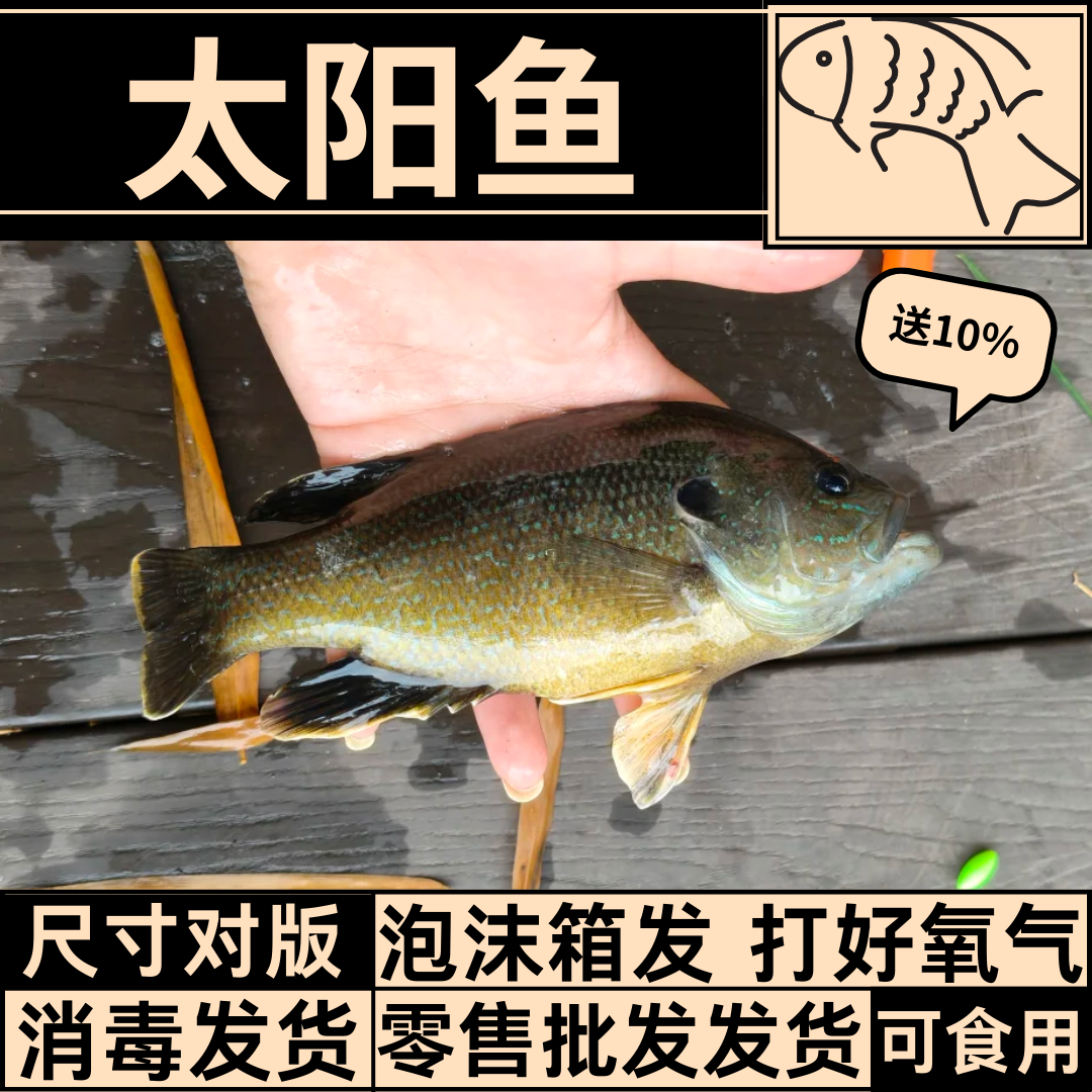 重庆正宗太阳鱼苗批发顺丰泡沫箱