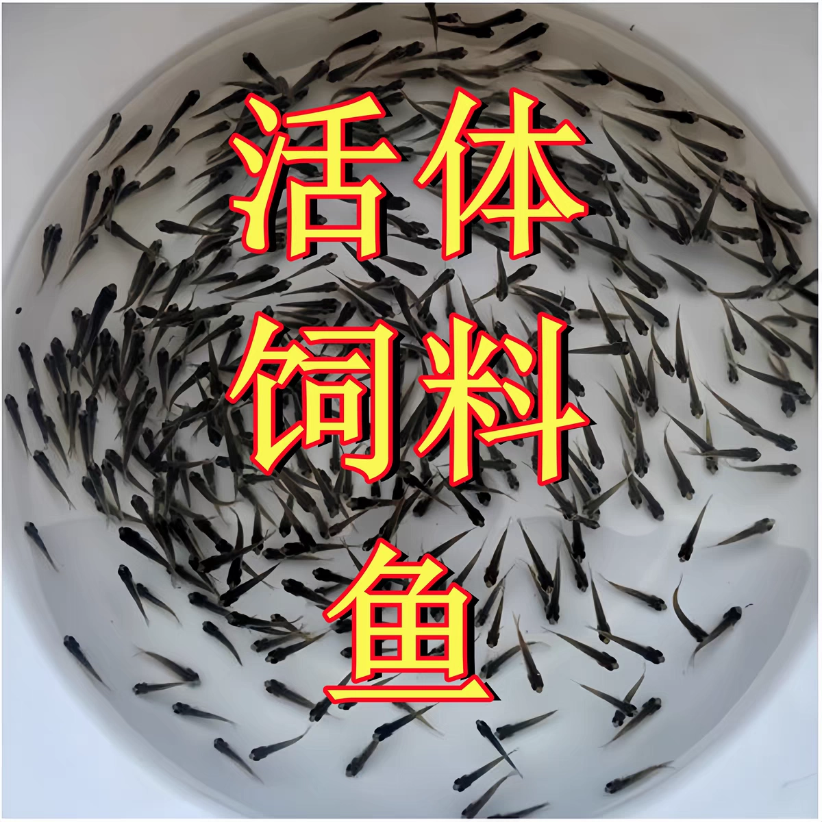 重庆乌龟吃的小鱼苗喂乌龟饲料鱼活鱼食蚊鱼麦穗鱼龙鱼斗鱼宠物