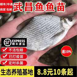 湖北武昌鱼苗淡水鱼苗大鲳小鲳鱼苗鳊鱼苗三角鲂鱼三角沙边鲂鱼苗