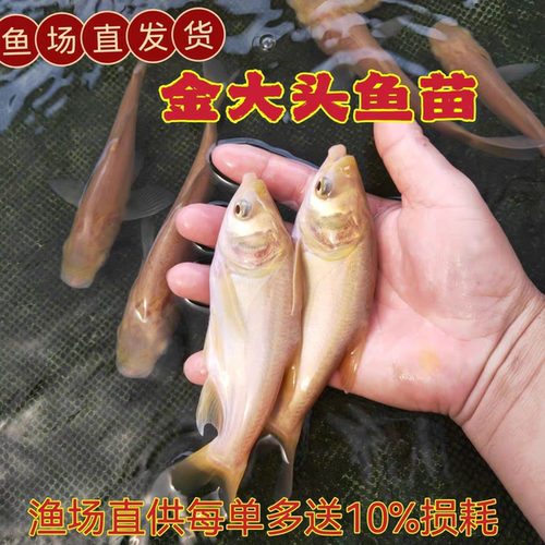 重庆金鲢鱼苗特大尺寸大头花鲢