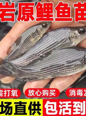 重庆岩鲤岩原鲤黑鲤鱼鬼头鱼原生鱼高档食用观赏淡水活体观赏鱼大