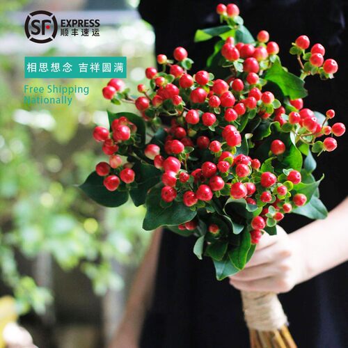 云南直发相思豆鲜切花顺丰包邮