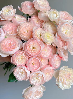 【梦金鹏基地单头玫瑰鲜花10枝】云南基地直发室内水养新鲜插花