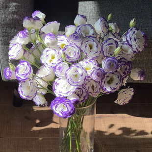 立深基地洋桔梗现采鲜花云南基地直发室内水养节日插花客厅顺丰邮