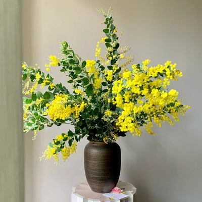 银叶金合欢云南直发家用水培绿植