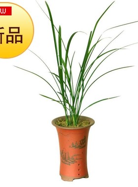 n浓香虎山素 山兰越冷越香阳台v花兰花花J苞江西细叶寒兰 素心 带