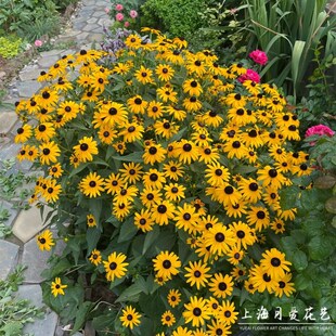 金光菊盆栽花苗h多年生阳台庭院夏季耐热耐晒花镜宿根花卉好养植