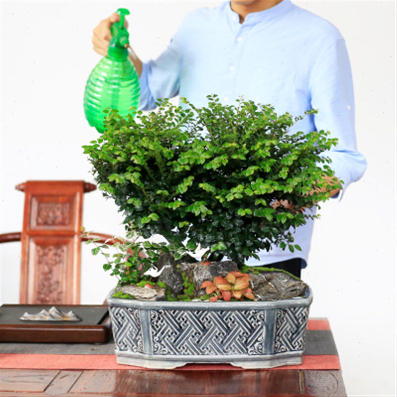 小叶紫檀盆景老桩植物室内大型绿植客厅办公室桌T面盆栽黑骨茶树
