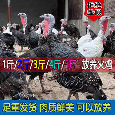 一斤重大火鸡散养2斤青铜火鸡3斤贝蒂娜4斤尼古拉5斤鸡肉鲜嫩美味