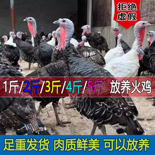 一斤重大火鸡散养2斤青铜火鸡3斤贝蒂娜4斤尼古拉5斤鸡肉鲜嫩美味