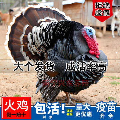 足一斤发货大种火鸡青铜贝蒂娜宠物鸡农家散养下蛋鸡包活到家包邮
