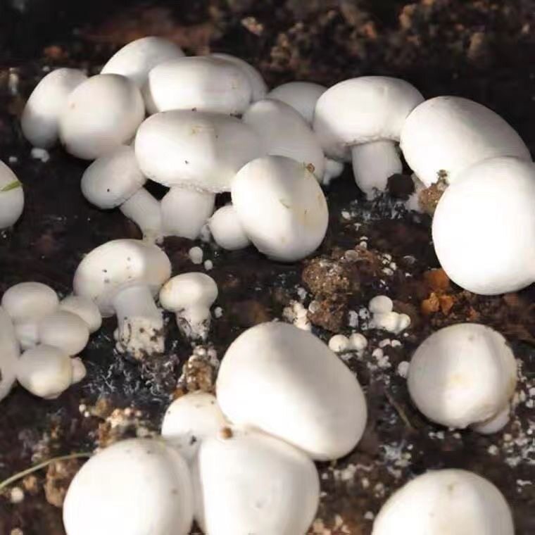 家庭种植白玉菇菌种阳台盆景四季可种新鲜菌菇甜蜜收获