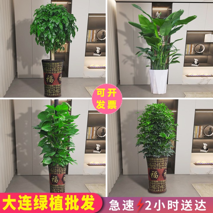 大连大型绿植盆栽发财树天堂鸟幸福树室内开业乔迁植物同城配送