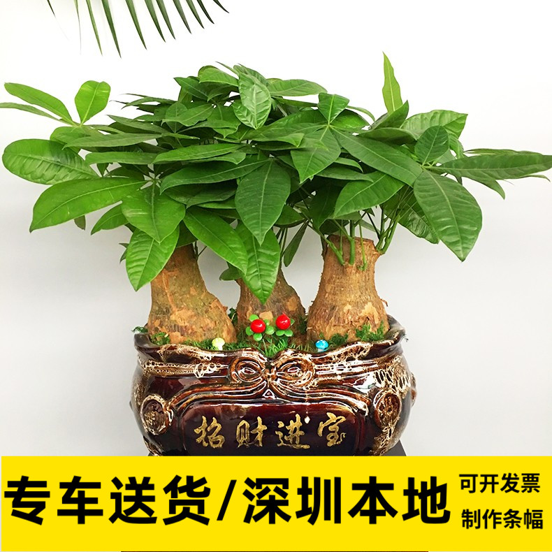 发财树桌面盆栽办公室内植物花木兰绿植到家开业送礼深圳同城