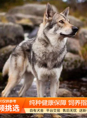 纯种双血统捷克狼犬幼犬宠物狗