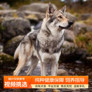 纯种双血统捷克狼犬幼犬宠物狗狗活体小狗活物幼崽护卫犬