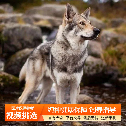 纯种双血统捷克狼犬幼犬宠物狗