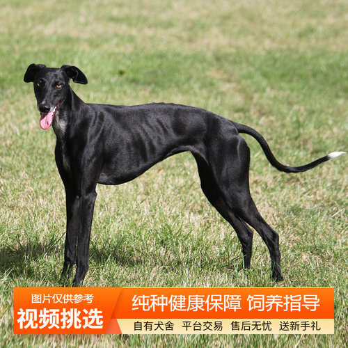 纯种灵缇犬幼犬双血统格力犬细犬