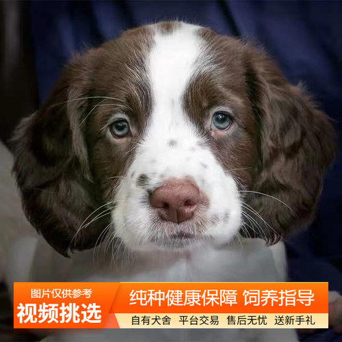 纯种双血统史宾格幼犬宠物狗幼崽