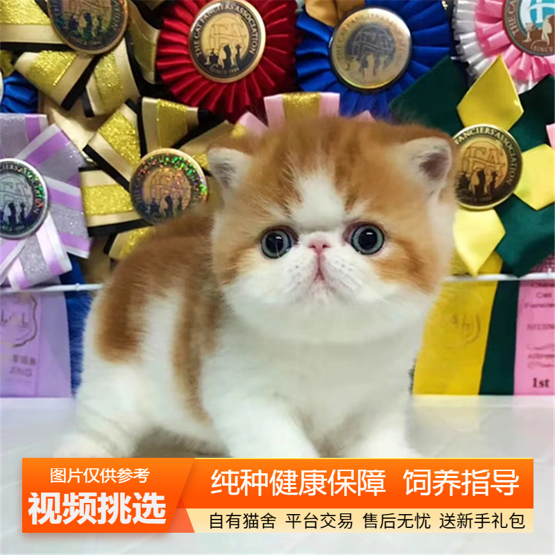 纯种加菲猫幼猫双血统异国短毛猫