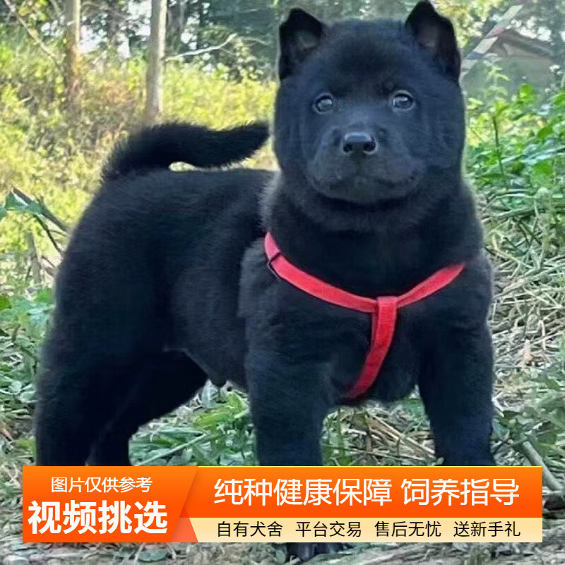 双血统纯种五黑犬幼犬宠物狗幼崽