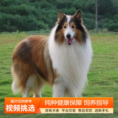 纯种双血统苏格兰牧羊犬宠物狗狗