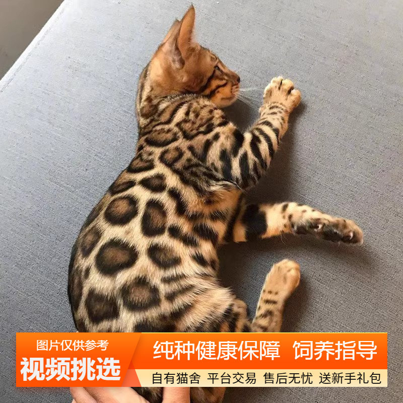 孟加拉豹猫幼猫纯种双血统黄金豹银雪豹小猫咪宠物猫咪活体幼崽