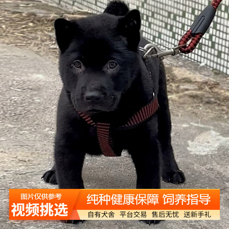 纯种双血统五红犬幼犬宠物狗幼崽