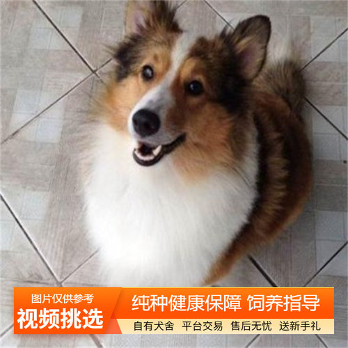 纯种苏格兰牧羊犬幼犬宠物狗