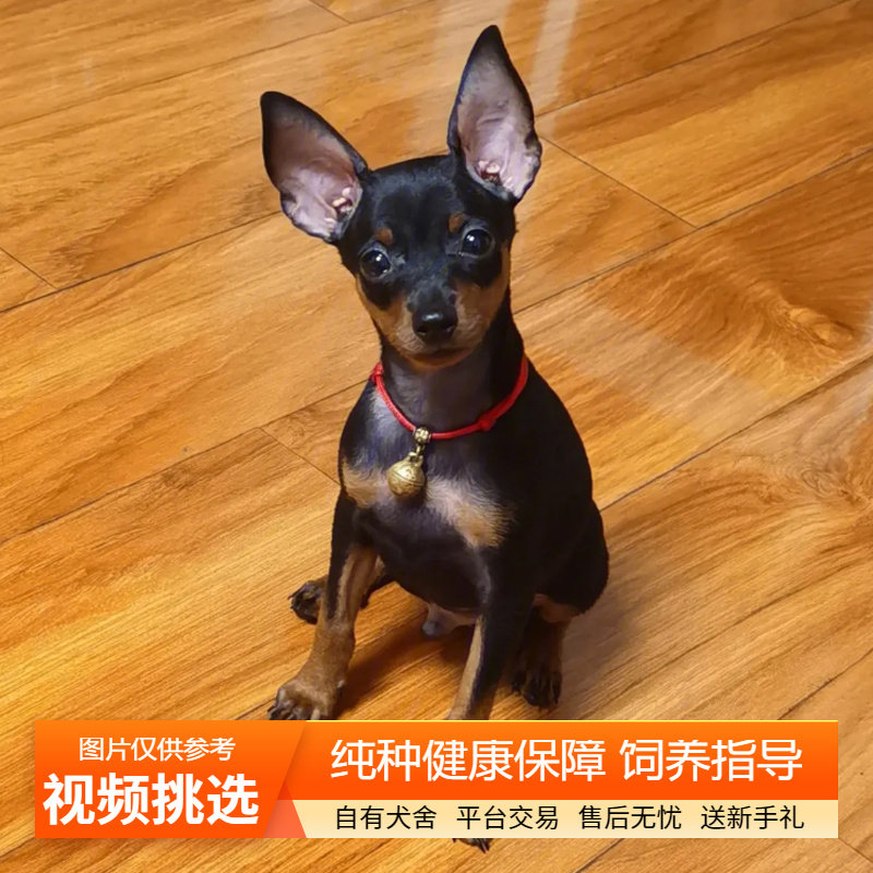双血统纯种小鹿犬幼犬宠物狗狗活体小狗活物幼崽陪伴犬迷你笃宾犬