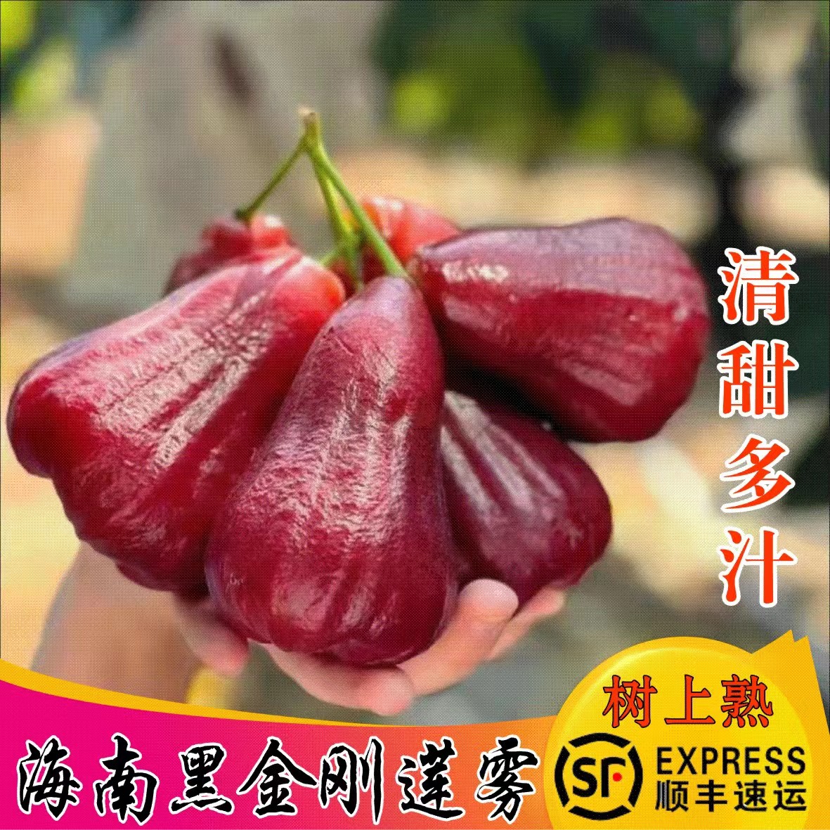 海南黑金刚莲雾树上熟新鲜水果