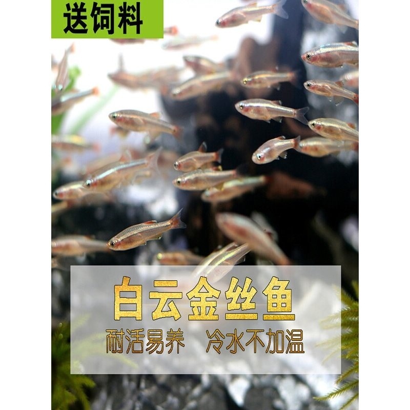 白云金丝鱼冷水活体小型原生鱼唐鱼不加温观赏耐活淡红尾灯科包活