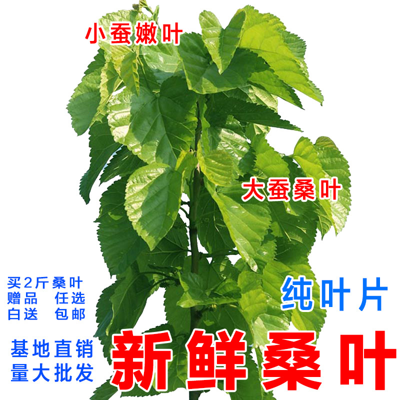 新鲜桑叶鲜嫩蚕宝宝桑蚕叶树大小蚕桑叶特嫩现摘现货当天发货包邮