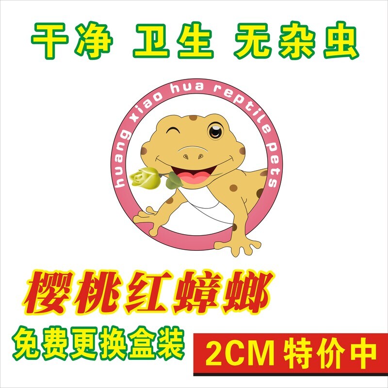 樱桃蟑螂樱桃红蟑螂蟋蟀杜比亚螳螂蜘蛛蜥蜴龙鱼饲料鸟食活体饲料